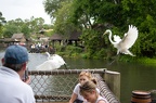 WDW2008-601