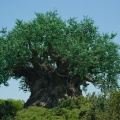 WDW2008-810