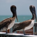 Florida2008-05