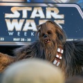 WDW2010SWW-194