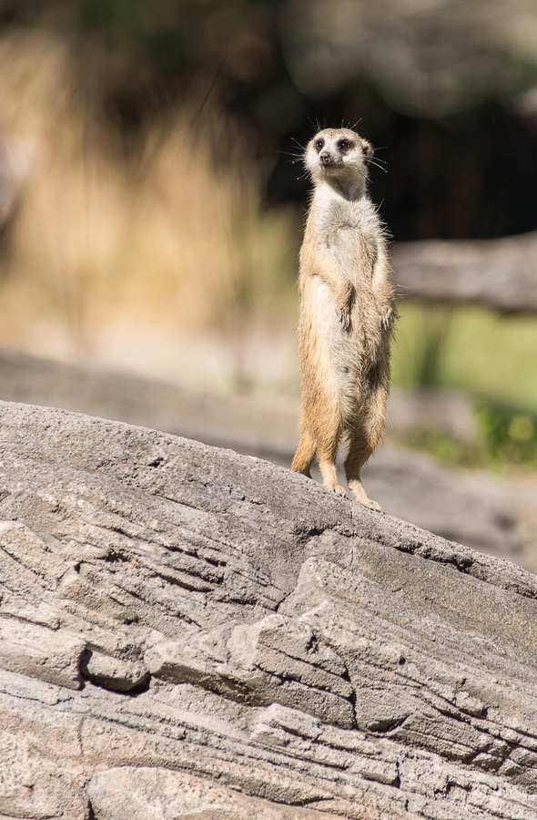 WDW2014-404.jpg
