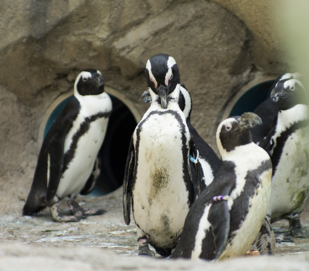 SenecaParkZoo201309-01