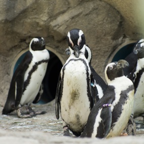 Seneca Park Zoo, September 2013