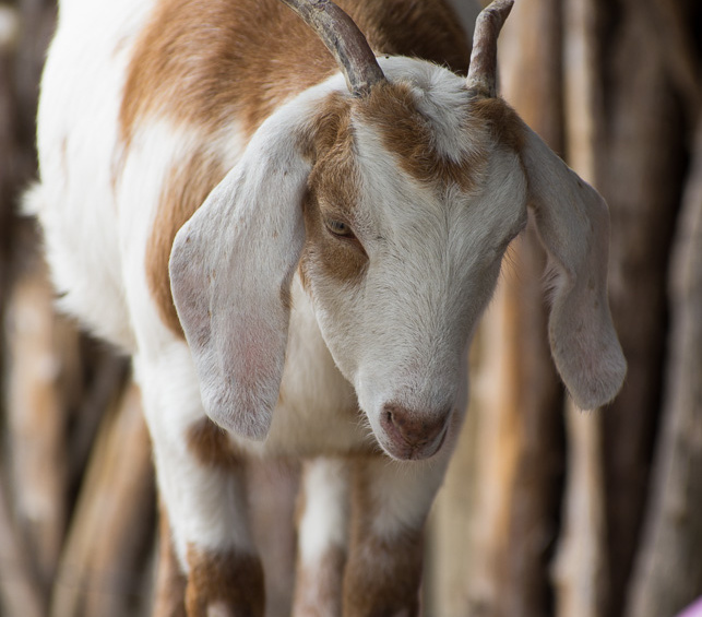 SenecaParkZoo201309-03