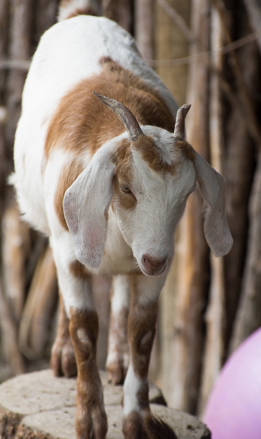 SenecaParkZoo201309-03.jpg