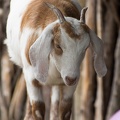 SenecaParkZoo201309-03
