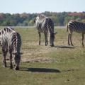 ALSafari2007-66