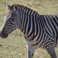 ALSafari2007-64
