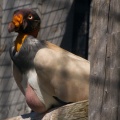 ALSafari2007-19