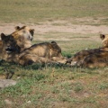 ALSafari2007-39