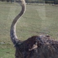 ALSafari2007-56