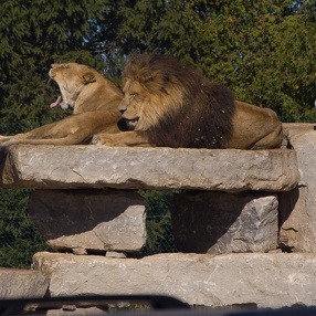 African Lion Safari, September 2007