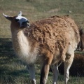 ALSafari2007-32