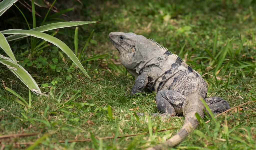 Cancun201404-114.jpg