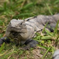 Cancun201404-113