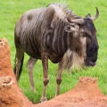 WDW201206-131