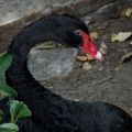 WDW201206-123