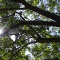 WDW201206-100