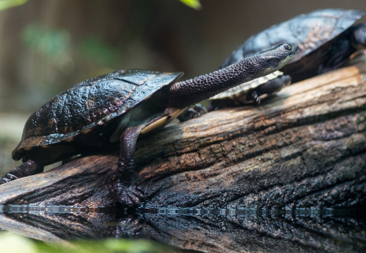 WashingtonDC201207-041