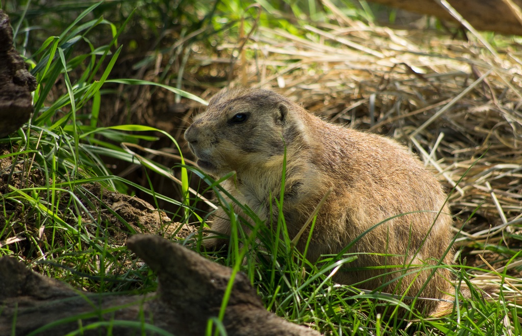 WashingtonDC201207-034.jpg