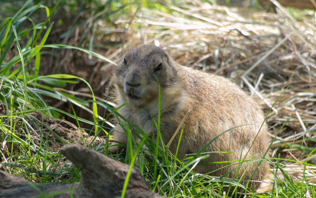 WashingtonDC201207-033.jpg