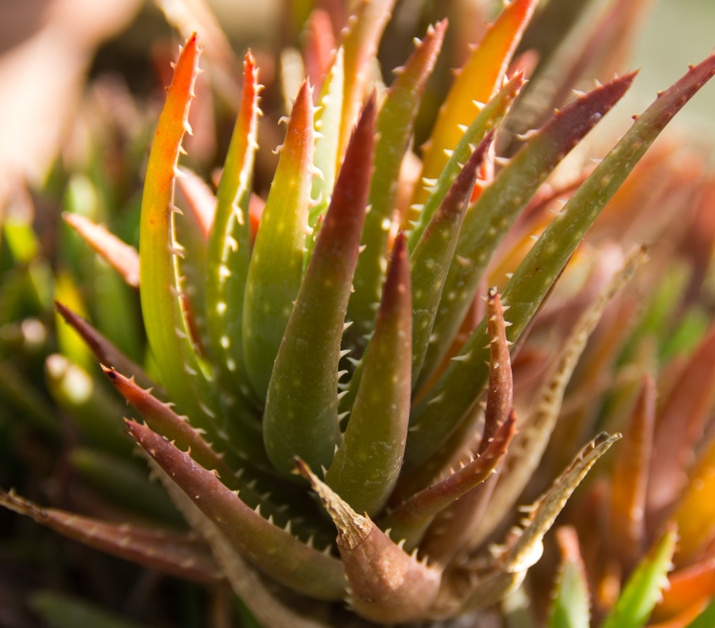 SonnenbergGardens2012-21