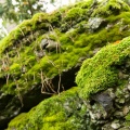 SonnenbergGardens2012-17