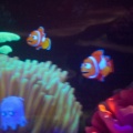 Disneyland2007-030
