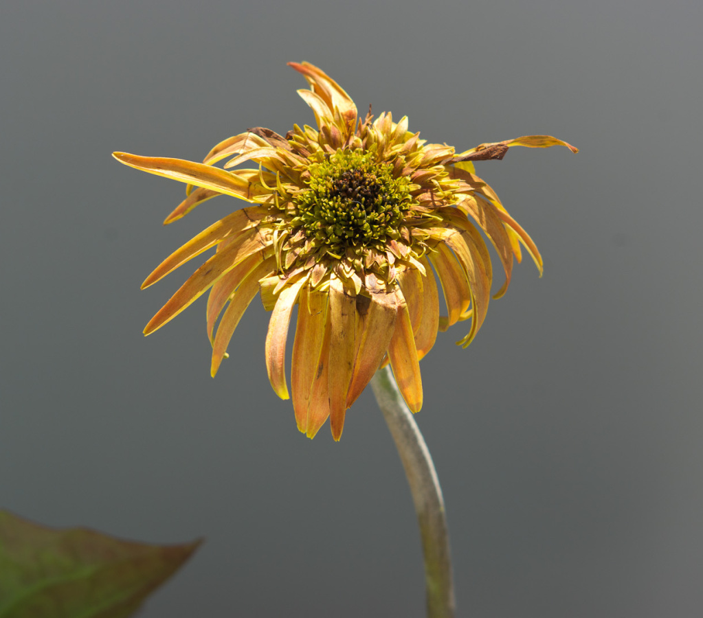 SampsonStatePark2009-57