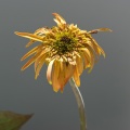 SampsonStatePark2009-57
