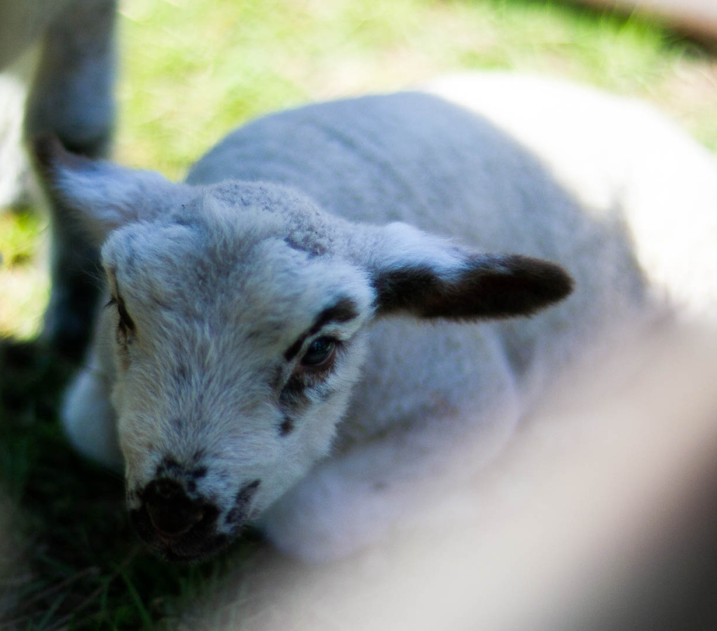 OldFashionedDay2009-04