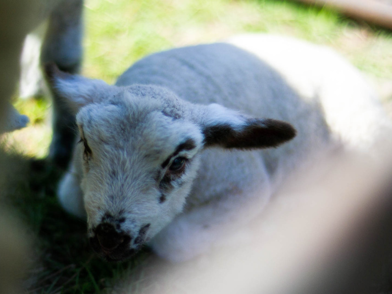 OldFashionedDay2009-04