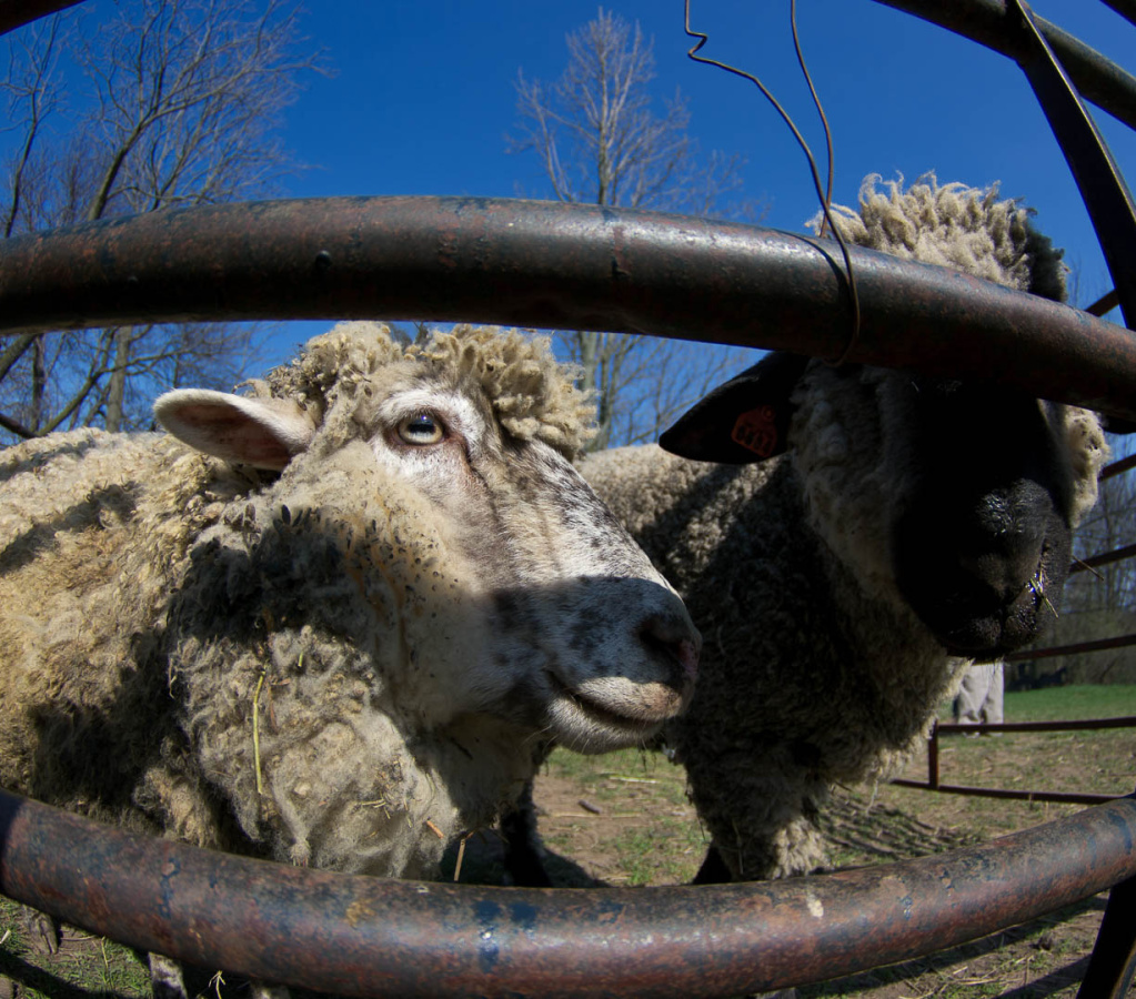 OldFashionedDay2009-07