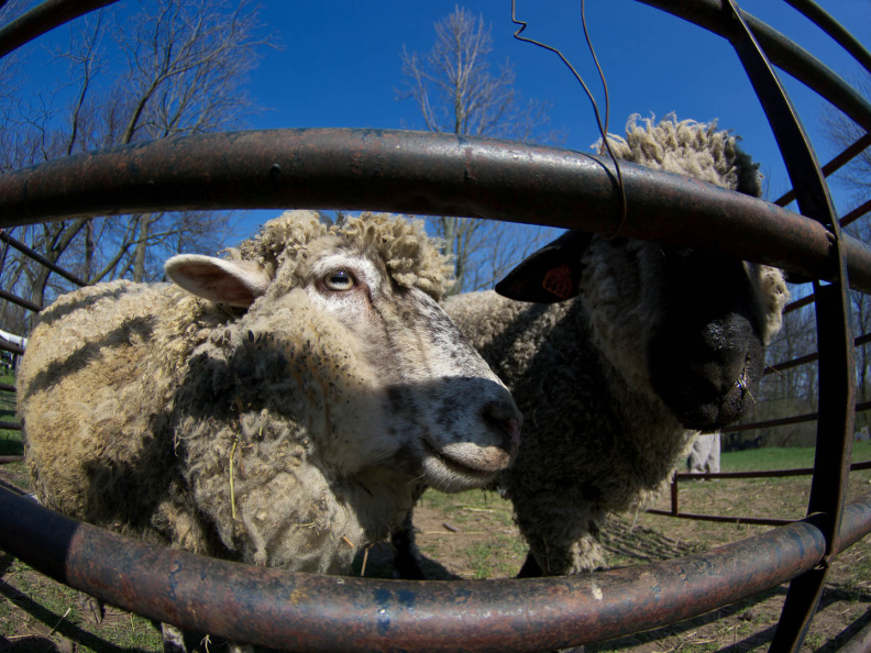 OldFashionedDay2009-07