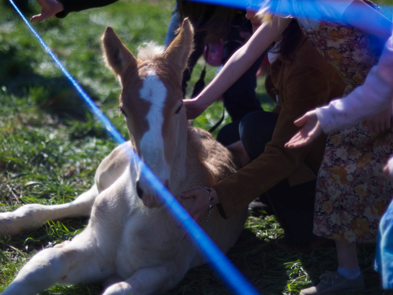 OldFashionedDay2009-15