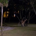 WDW2011-004