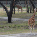 WDW2011-236.jpg