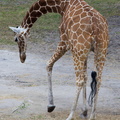 WDW2011-237