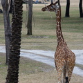 WDW2011-240