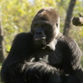 WDW2011-439