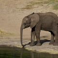 WDW2011-446