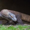 WDW2011-455