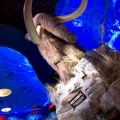 WDW2011-535
