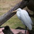 WDW201001-043