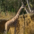 WDW201001-250