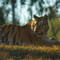 WDW201001-271