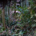 WDW201001-523