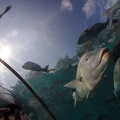 201611 Florida-037