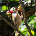 Florida201602-043