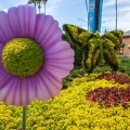 WDW201803-172